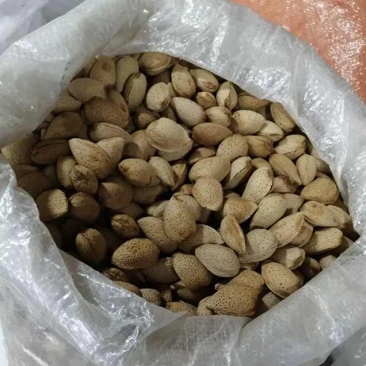 بادام سنگی دو پوسته شیرین و پر مغز